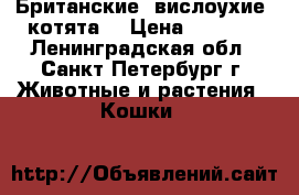 Британские  вислоухие  котята  › Цена ­ 7 000 - Ленинградская обл., Санкт-Петербург г. Животные и растения » Кошки   